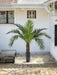 Phoenix Canariensis - Kunstig Palme