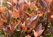 Photinia Fras. 'Chico'® - ↨20Cm - Ø13Cm - Utendørs Busk