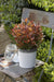 Photinia Fras. 'Chico'® - ↨20Cm - Ø13Cm - Utendørs Busk