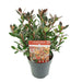 Photinia Fras. 'Chico'® - ↨20Cm - Ø13Cm - Utendørs Busk