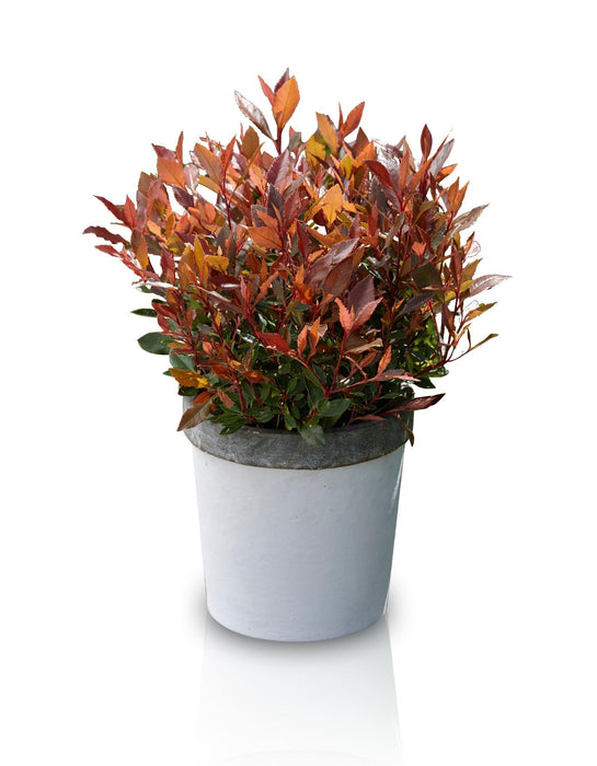 Photinia Fras. 'Chico'® - ↨20Cm - Ø13Cm - Utendørs Busk