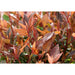 Photinia Fras. 'Chico'® - ↨25Cm - Ø19Cm - Utendørs Busk