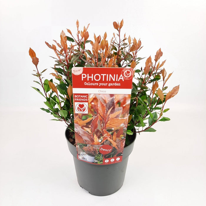 Photinia Fras. 'Chico'® - ↨25Cm - Ø19Cm - Utendørs Busk