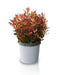 Photinia Fras. 'Chico'® - ↨25Cm - Ø19Cm - Utendørs Busk