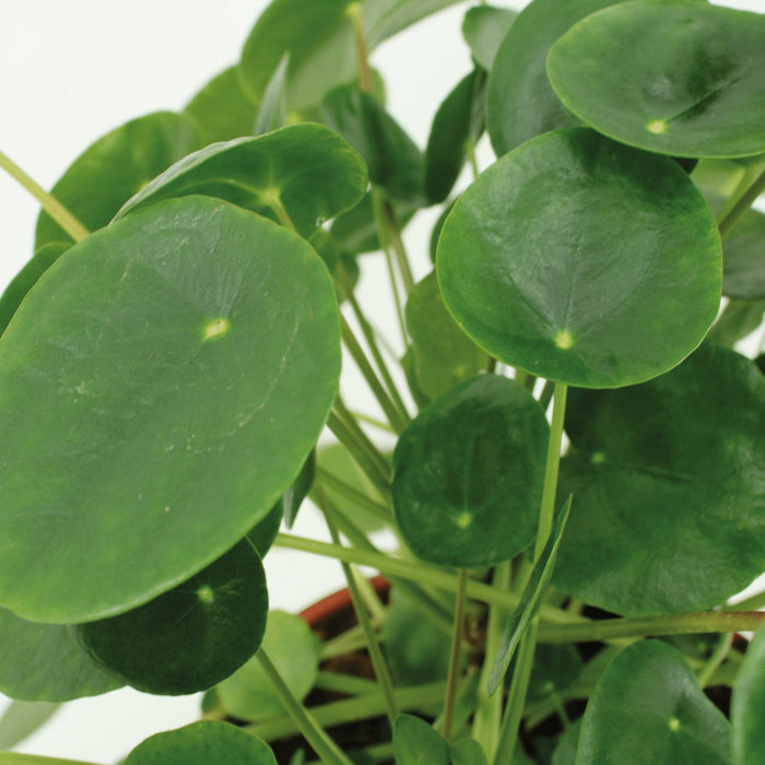 Pilea Peperomiodes - Sett Med 2