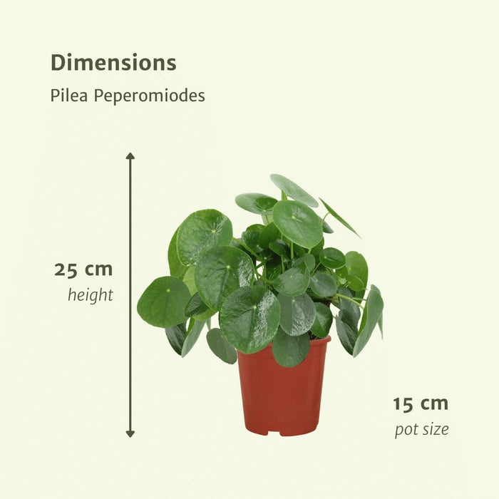 Pilea Peperomiodes - Sett Med 2