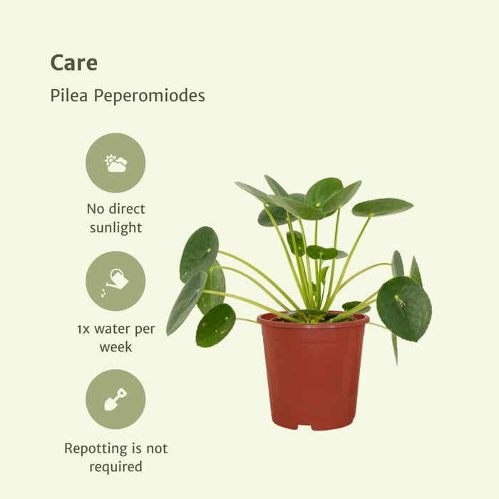 Pilea Peperomiodes - Sett Med 2