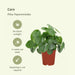 Pilea Peperomiodes - Sett Med 2