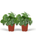 Pilea Peperomiodes - Sett Med 2