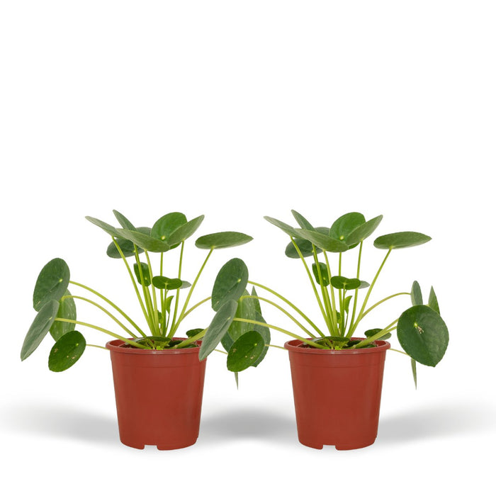 Pilea Peperomiodes - Sett Med 2