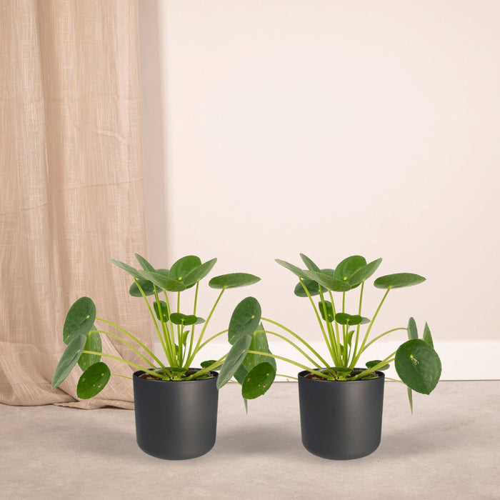 Pilea Peperomiodes - Sett Med 2