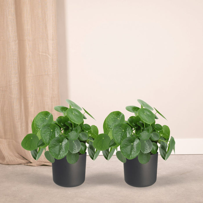 Pilea Peperomiodes - Sett Med 2