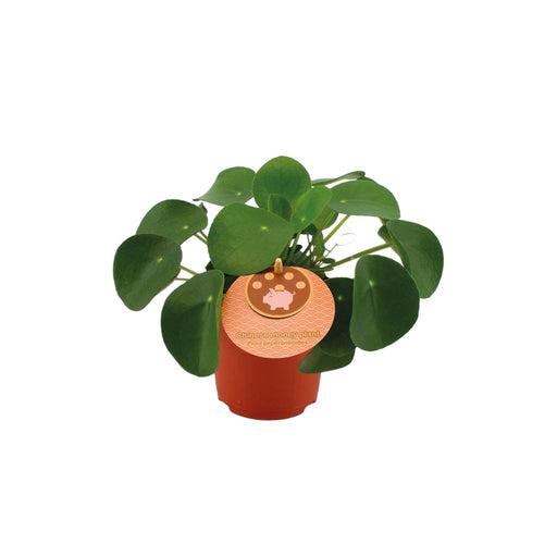 Pilea Peperomioides