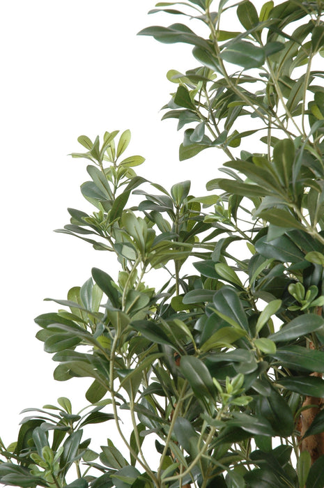 Kunstig Pittosporum 150 Cm For Innendørs