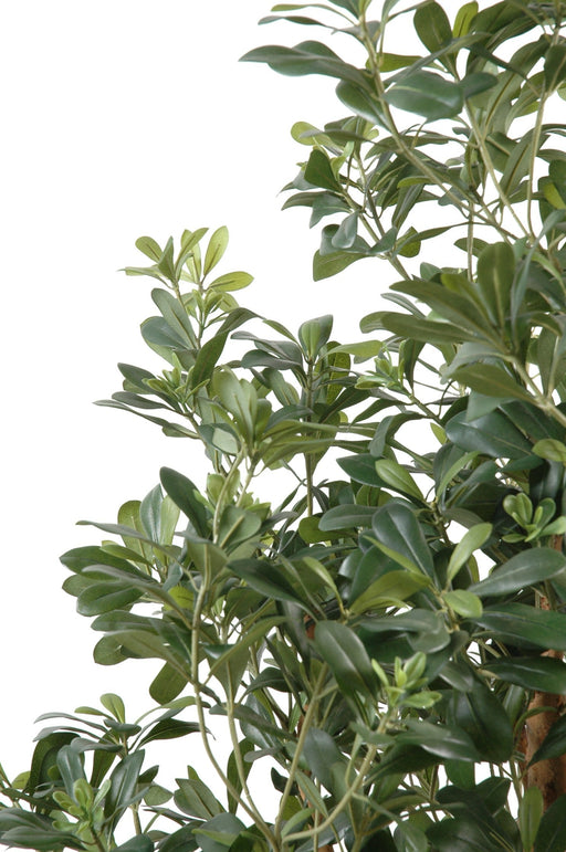 Kunstig Pittosporum 150 Cm For Innendørs