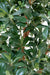 Kunstig Pittosporum 150 Cm For Innendørs