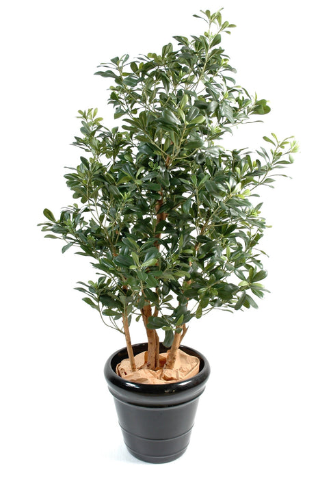 Kunstig Pittosporum 150 Cm For Innendørs