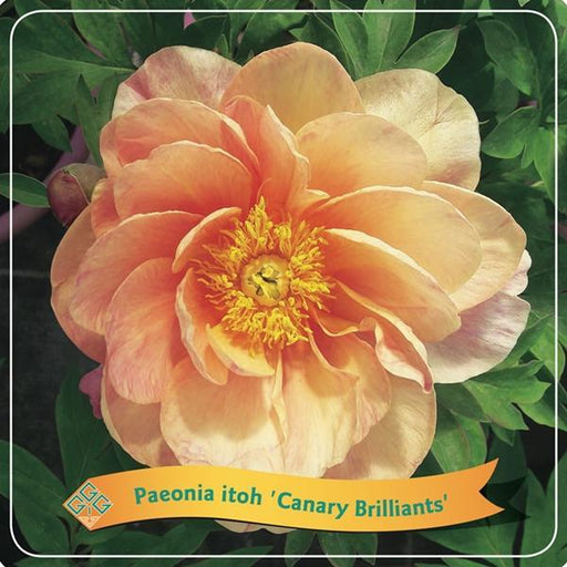 Peony 'Canary Brilliants Orange