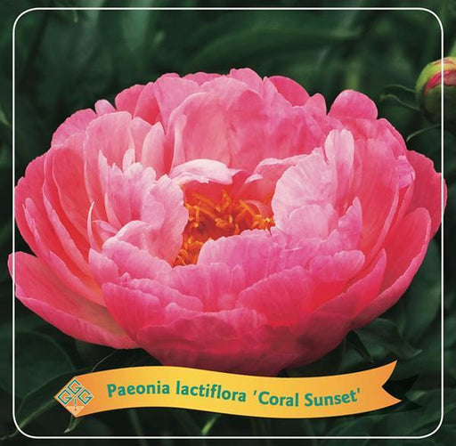 Peony Lactiflora 'Coral Sunset' Coral