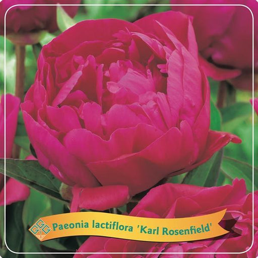 Peon Lactiflora 'Karl Rosenfield' Fuscia