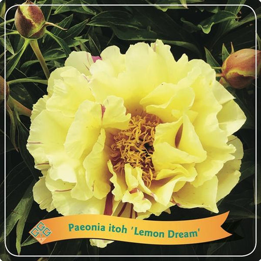 Peon 'Lemon Dream' Gul