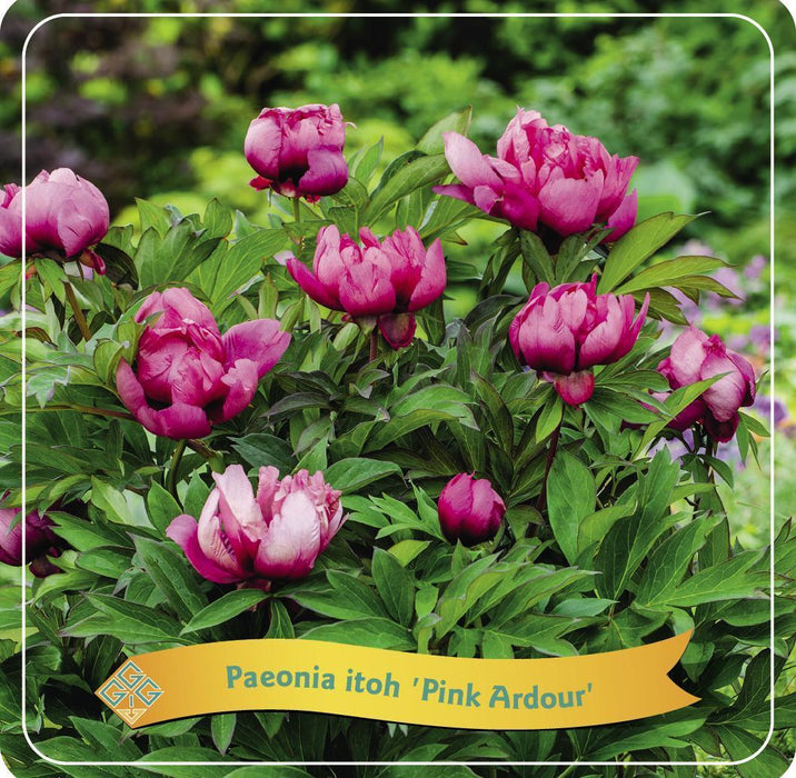 Peon 'Pink Ardor' Rosa