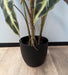 Kunstig Alocasia Plante H.75 Cm I Black Pot