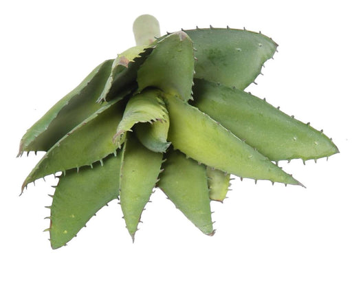 Kunstig Aloevera Plante I Søm 26 Cm