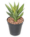 Kunstig Aloevera Plante I Søm 26 Cm