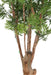 Kunstig Aralia Ming Nitida Plante 170 Cm Uv