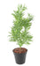 Kunstig Artemisia Plante På Stake 65Cm