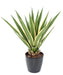 Kunstig Plante Agave Furcraea 110Cm Grønn Gul