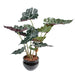 Kunstig Plante Alocasia 65Cm Grønn Rød