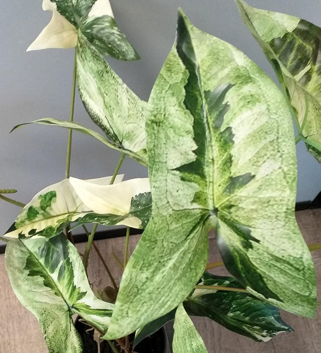 Kunstig Alocasia Plante 75Cm Med Svart Potte