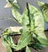 Kunstig Alocasia Plante 75Cm Med Svart Potte