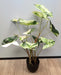 Kunstig Alocasia Plante 75Cm Med Svart Potte