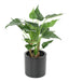 Kunstig Plante Alocasia Tropic 50Cm