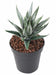 Kunstig Aloe Ferox Plante 15Cm Innendørs Grønn