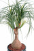 Kunstig Plante Beaucarnea H75Cm For Innendørs