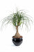 Kunstig Plante Beaucarnea H75Cm For Innendørs