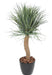 Kunstig Plante Beaucarnea Elefantfot 116Cm