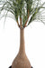 Kunstig Plante Beaucarnea Elefantfot 125Cm