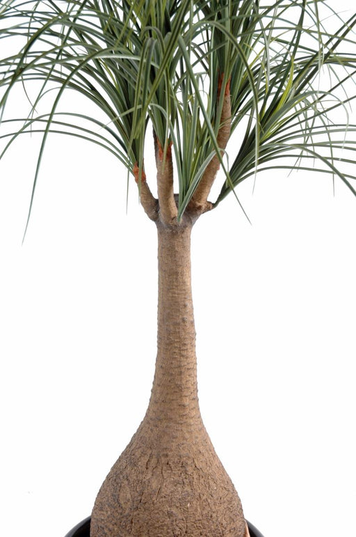 Kunstig Plante Beaucarnea Elefantfot 125Cm