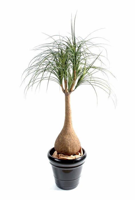 Kunstig Plante Beaucarnea Elefantfot 125Cm