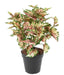 Kunstig Plante Begonia Rex 37 Cm Spraglete