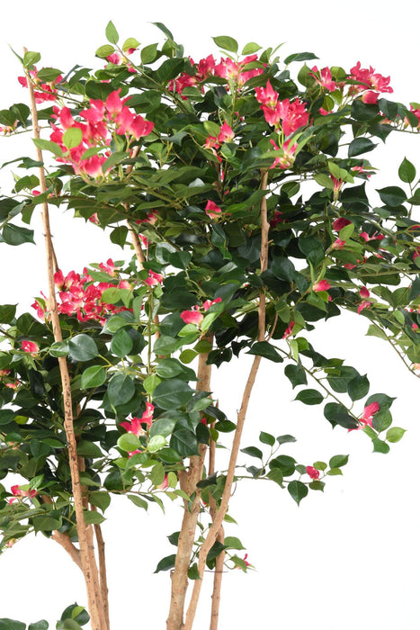 Kunstig Bougainvillea Plante Fuchsia 160 Cm