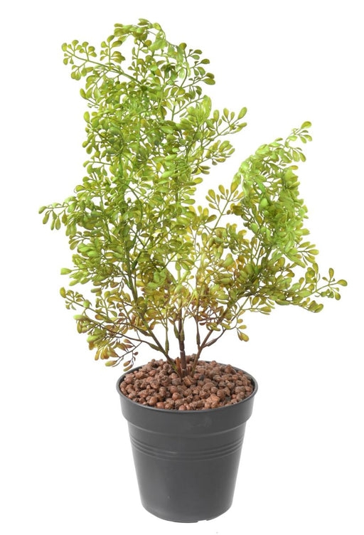 Kunstig Plante Buxus Stake 50Cm Mørkegrønn