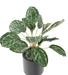 Kunstig Plante Calathea 19 Blader H.55Cm