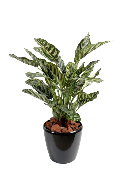 Kunstig Plante Calathea Makoyana H.56Cm