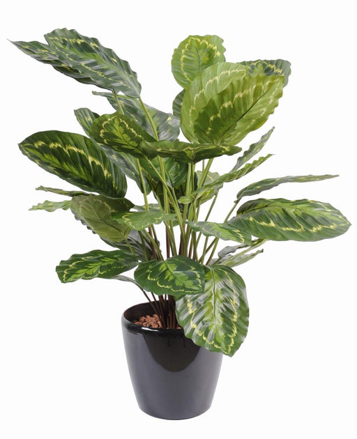 Kunstig Plante Calathea Roseopicta 70Cm Grønn